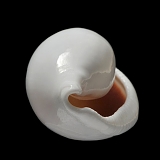 ovula ovum 11-2012 1638